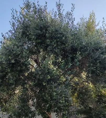 B&B La Bella Dimora 3*